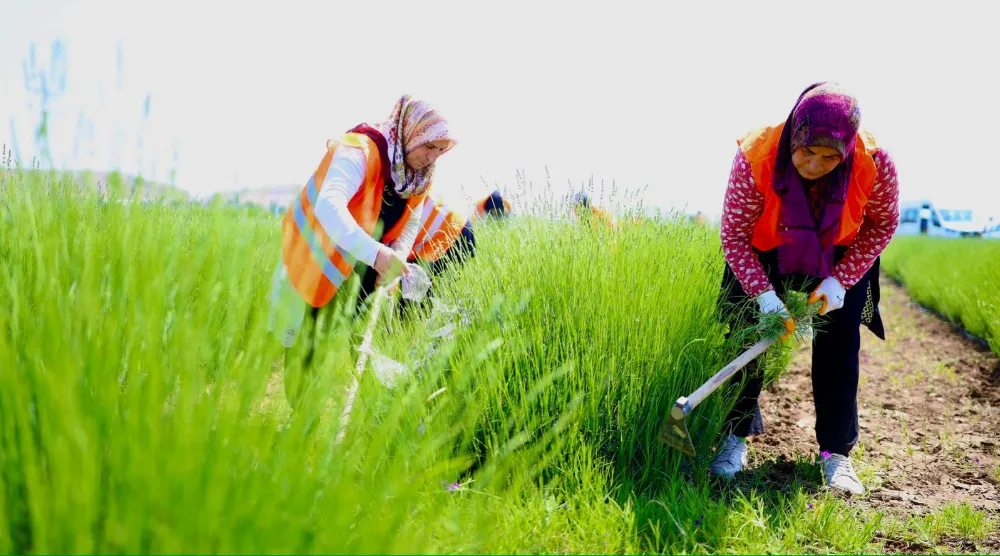 Lavanta Bahçesi, yaza hazırlanıyor