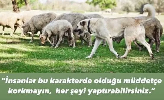 İngiliz General ve Iraklı çoban!